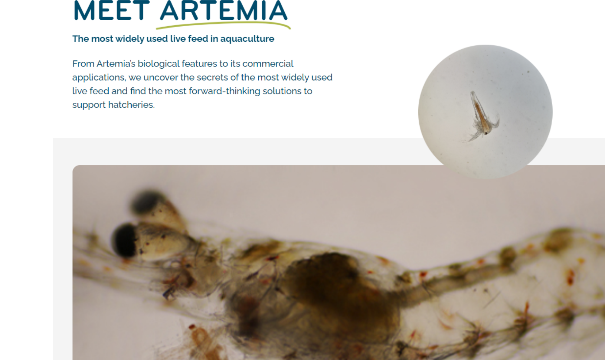 Home - Artemia Knowledge Hub