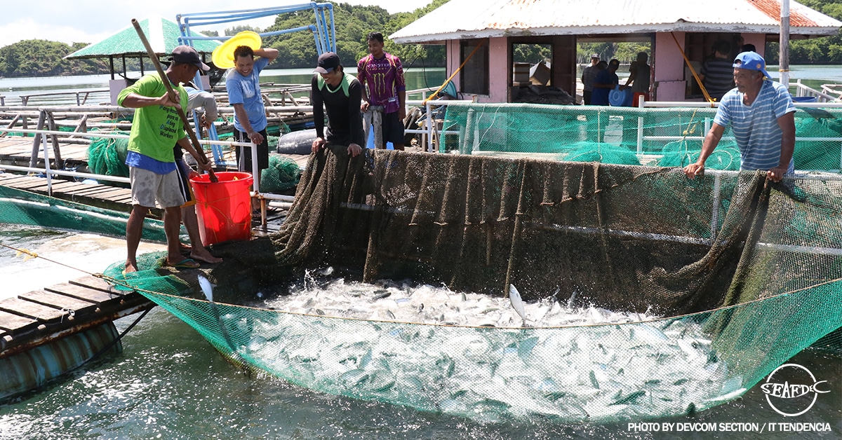 Seafdec Develops Low Cost Feed To Reduce Costs Of Milkfish And Tilapia