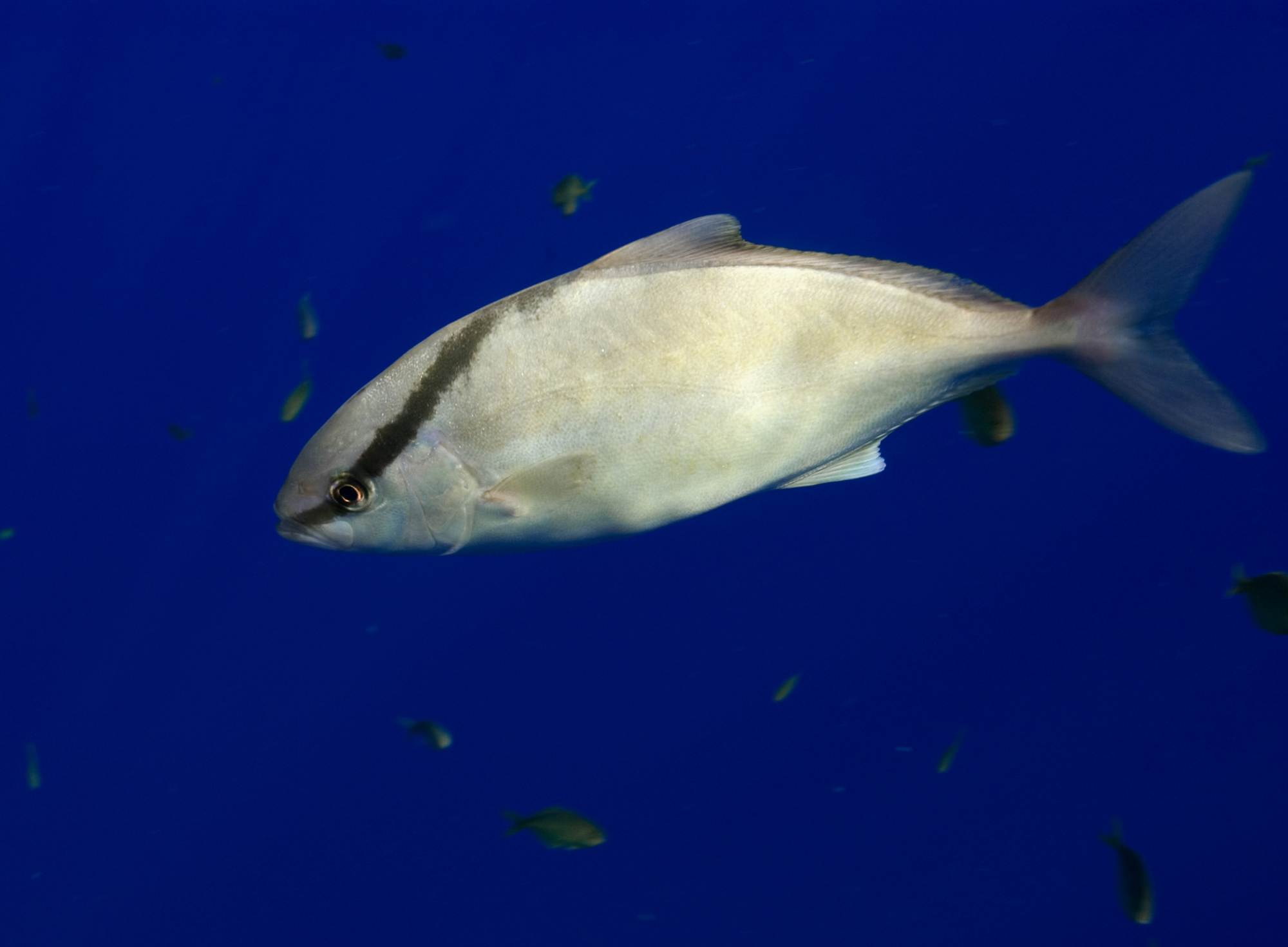 HPU, UH MÄ noa, and Hawai‘i Sea grant join on $1.25 million grants to ...